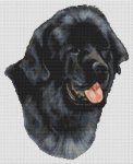 (image for) Newfoundland - Grey